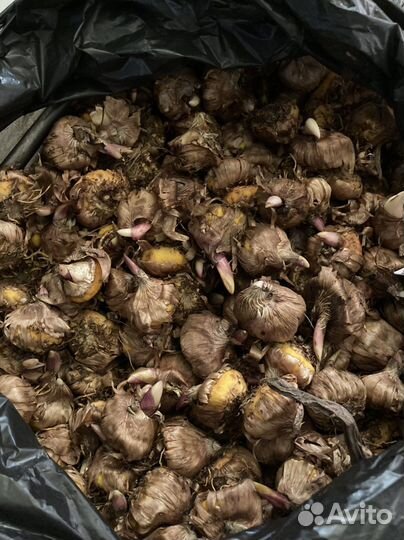 Гладиолусы луковицы