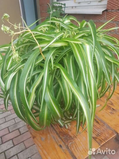 Хлорофитум