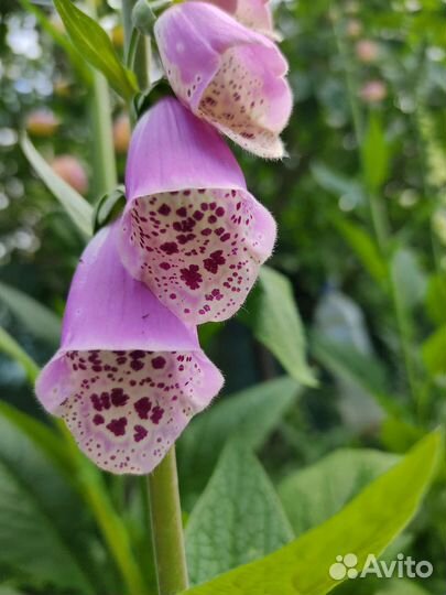 Наперстянка