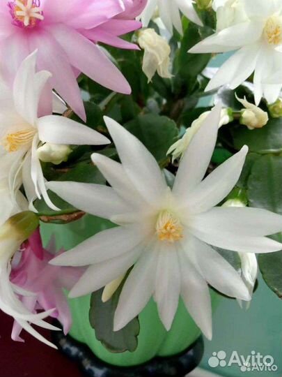 Пасхальники,фото свои