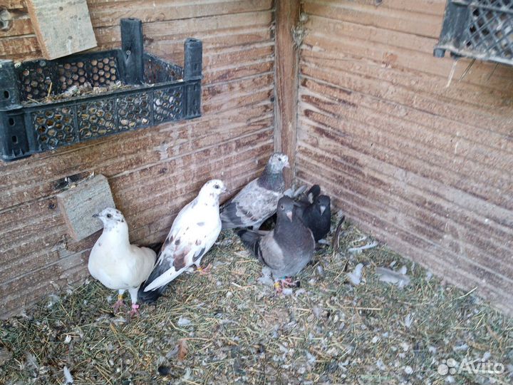 Голуби порода Английский Типплер