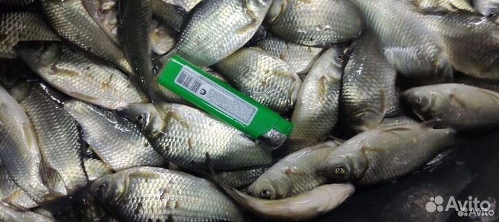 Живец (живой карась)