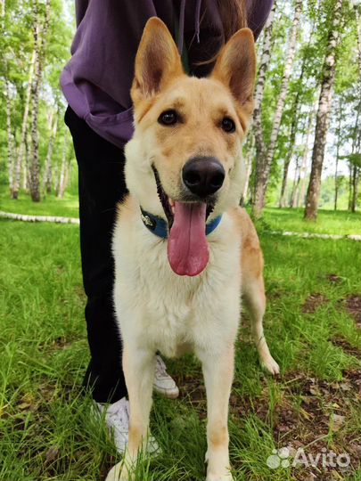 Милейший лучший друг