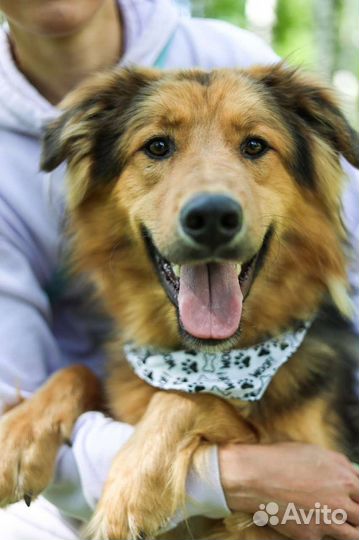 Собаки бесплатно в добрые руки, щенки, овчарки