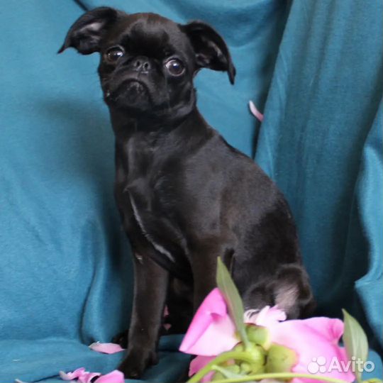 Пти брабансон