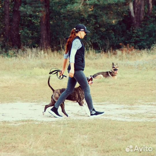 Дрессировка собак, аджилити, хендлинг