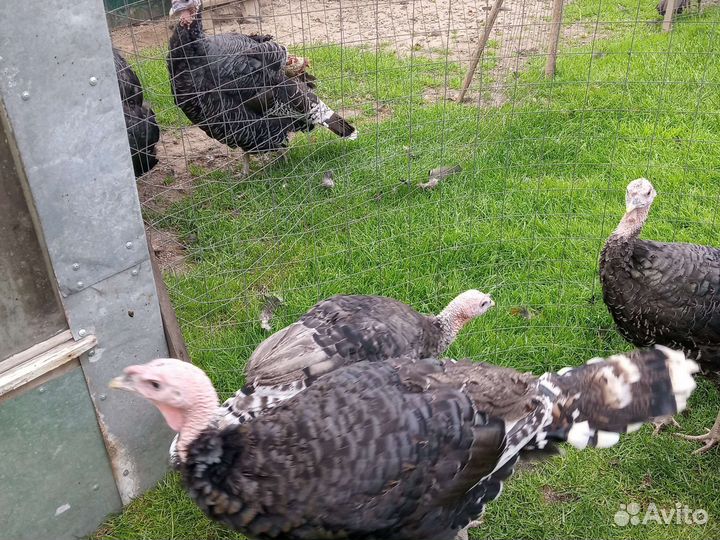 Бронза индейка