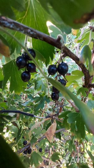 Кустарники йошты, крыжовника