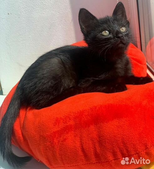 Черный котенок в добрые руки