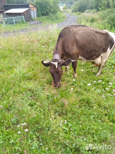 Корова высокоудойная