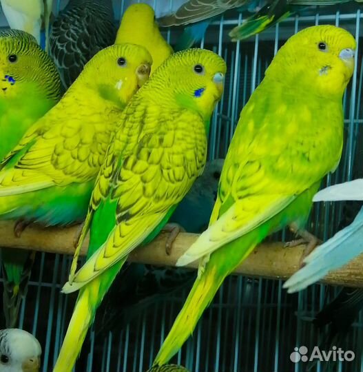 Попугай Волнистик и Неразлучники (ручные, малыши)