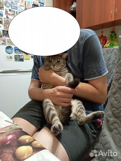 Милый котик ищет дом