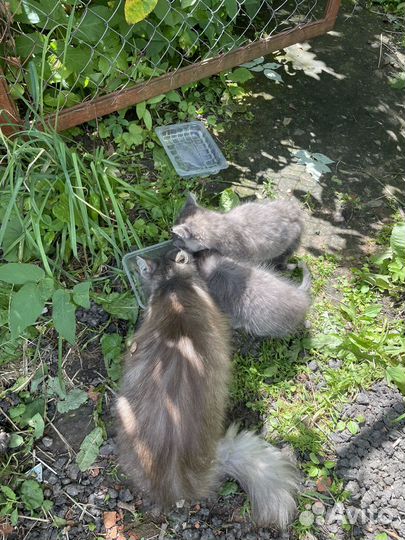 Котята бесплатно