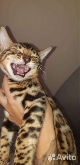 Бенгальские котята