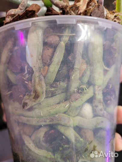 Фаленопсис 