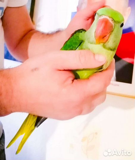 Попугай монах квакер, Александрийский(Пирурра) пте