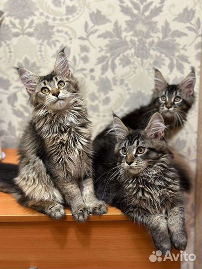 Котенок мейн-кун (девочка)