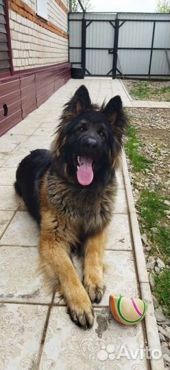 Кобель для вязки Очёр