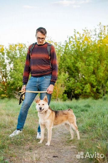 Игривая собачка Лиза в поисках дома