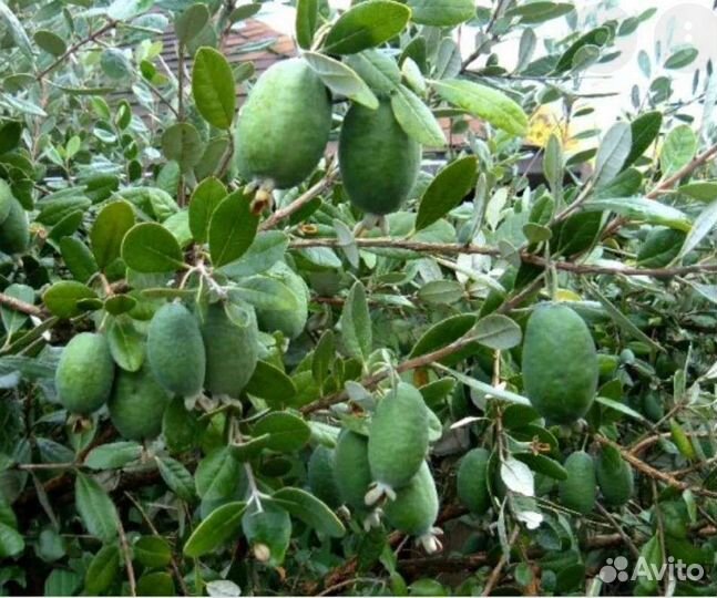 Мандарин, фейхоа,лимон