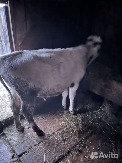 Телята бычки