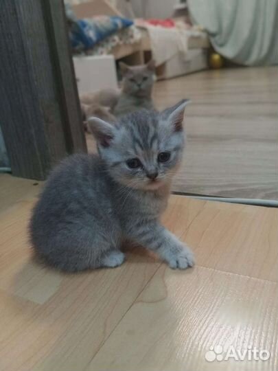 Британская