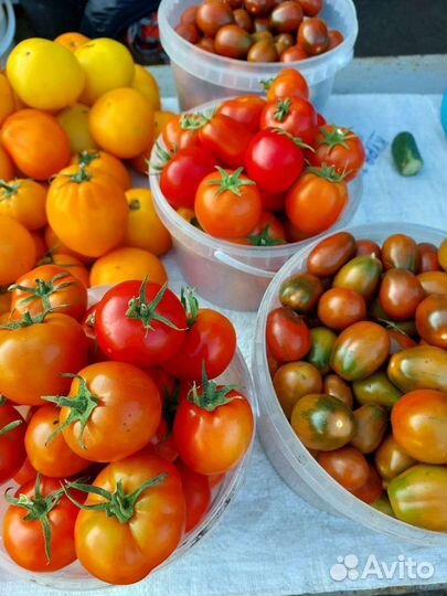 Грунтовая помидора