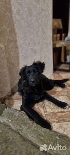 Щенок подросток девочка в добрые руки