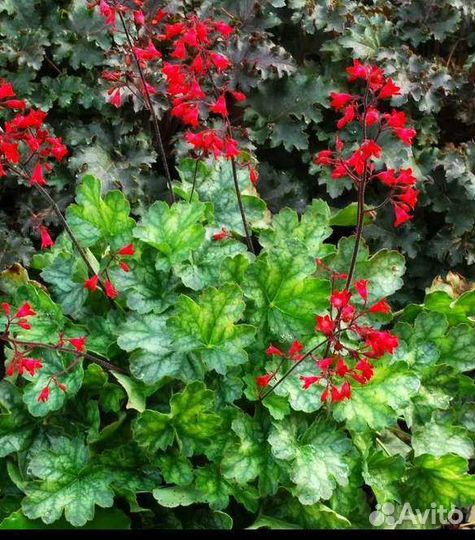 Многолетники для сада