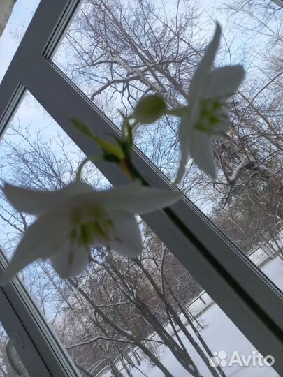 Эухарис (Амазонская лилия)