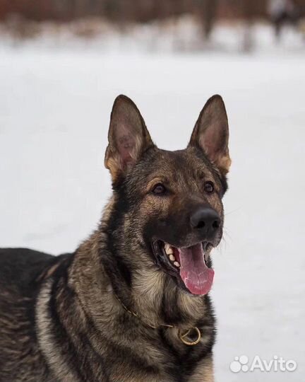 Кобель немецкой овчарки для вязки