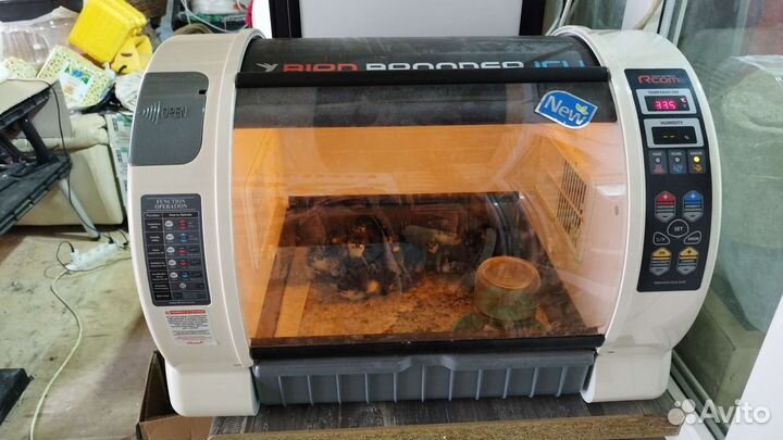 Цыплята Джерсийский гигант