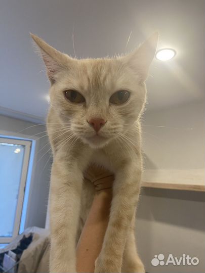 Красавица кошка