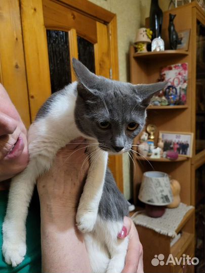 Кошка мышка