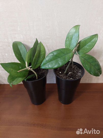 Комнатные цветы (разные)