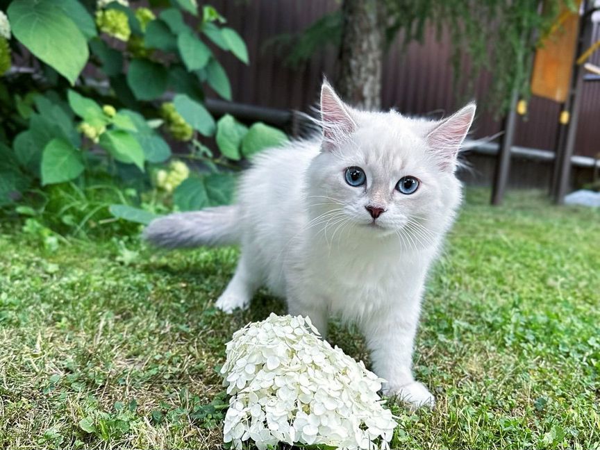 Невская маскарадная кошечка