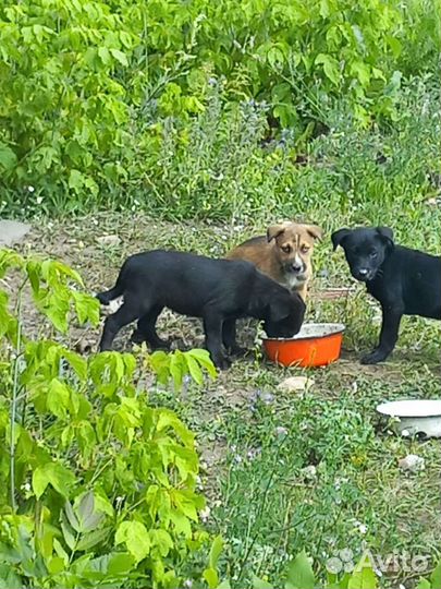 Спасите малышей