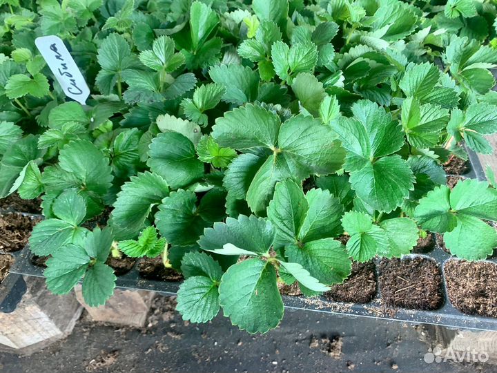 Рассада ремонтантной и летней клубники