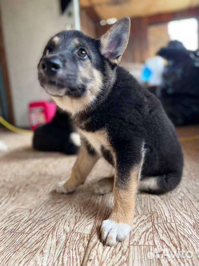 Собака в добрые руки щенок из приюта