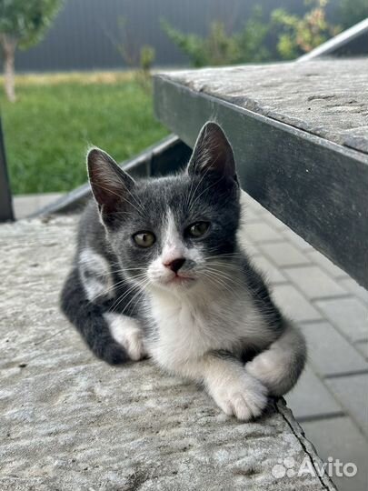 Котята в дар