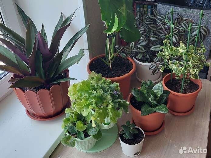 Комнатные растения