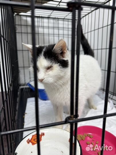 Кошечка в поисках дома