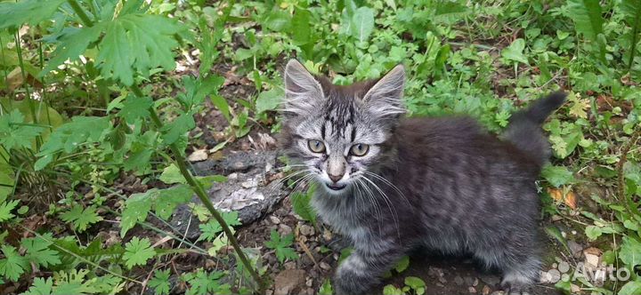 Котенок в добрые руки