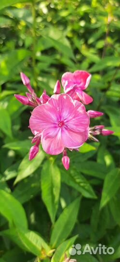 Флоксы метельчатые