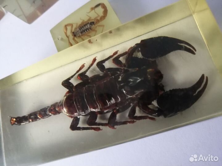 Скорпион и другие