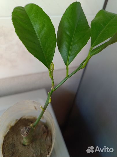 Лимон Мейера