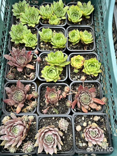 Молодило каменная роза