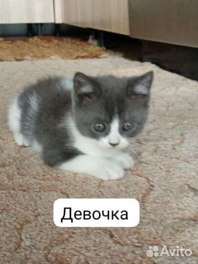 Котята