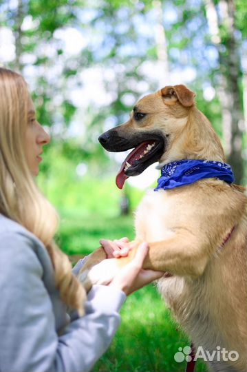 Веселый молодой пес Батлер из приюта ищет дом