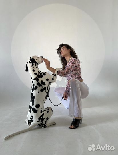 Далматины для фотосессии